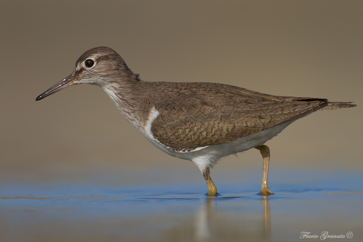 sandpiper