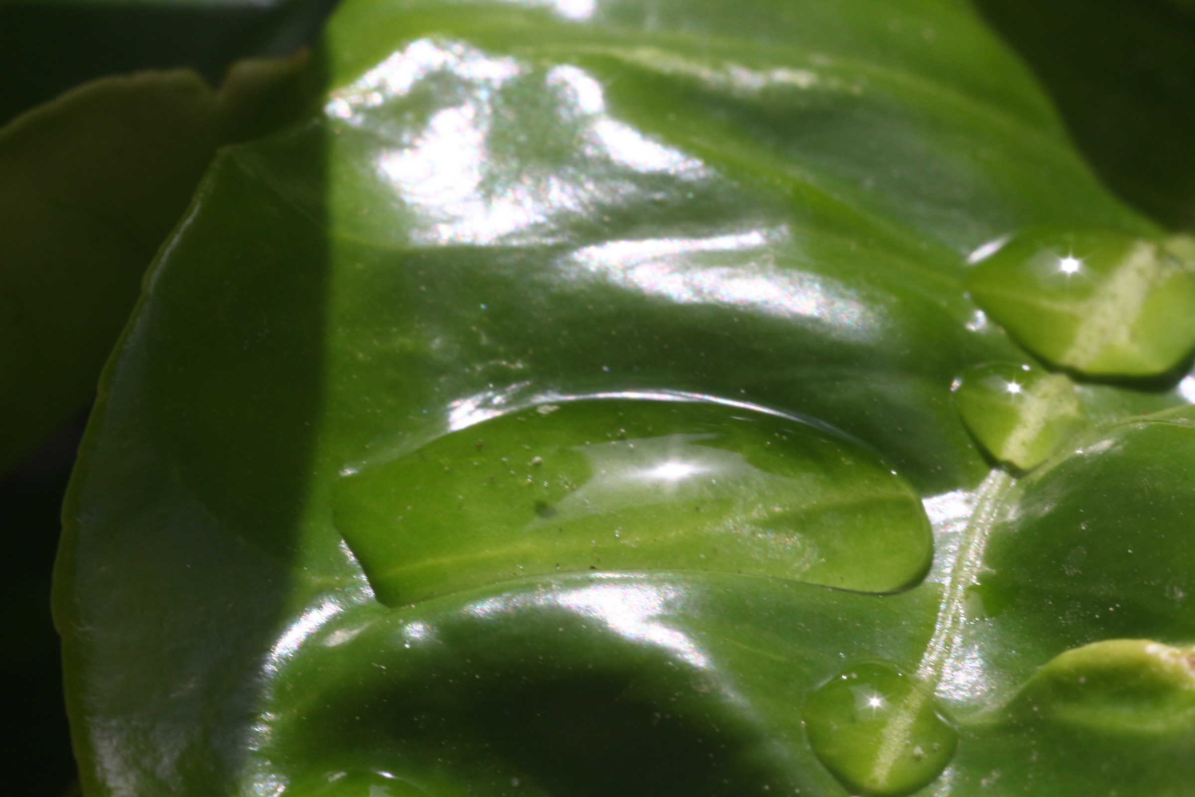 Test on a leaf (3) with the use of bellows