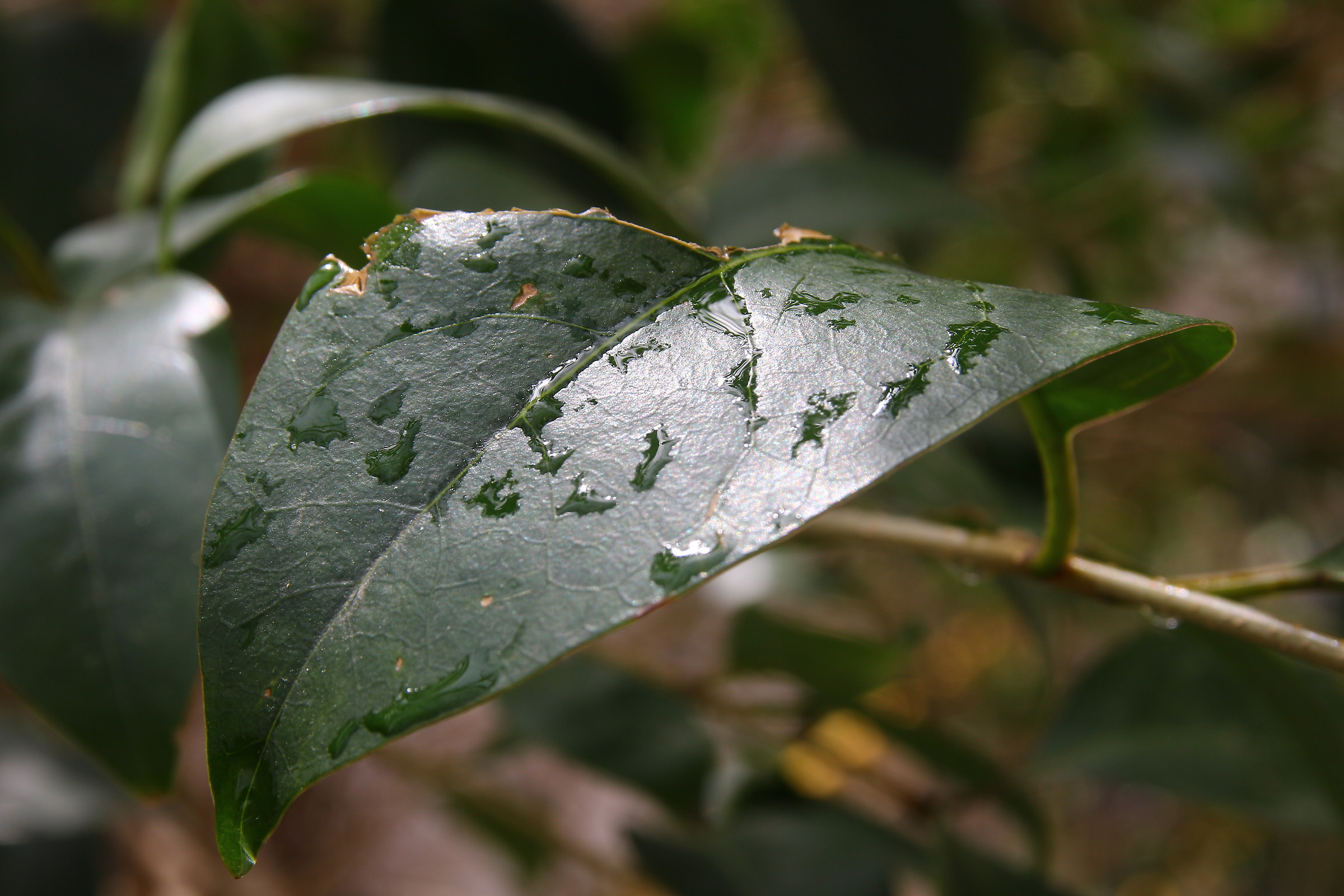 Wet Leaf