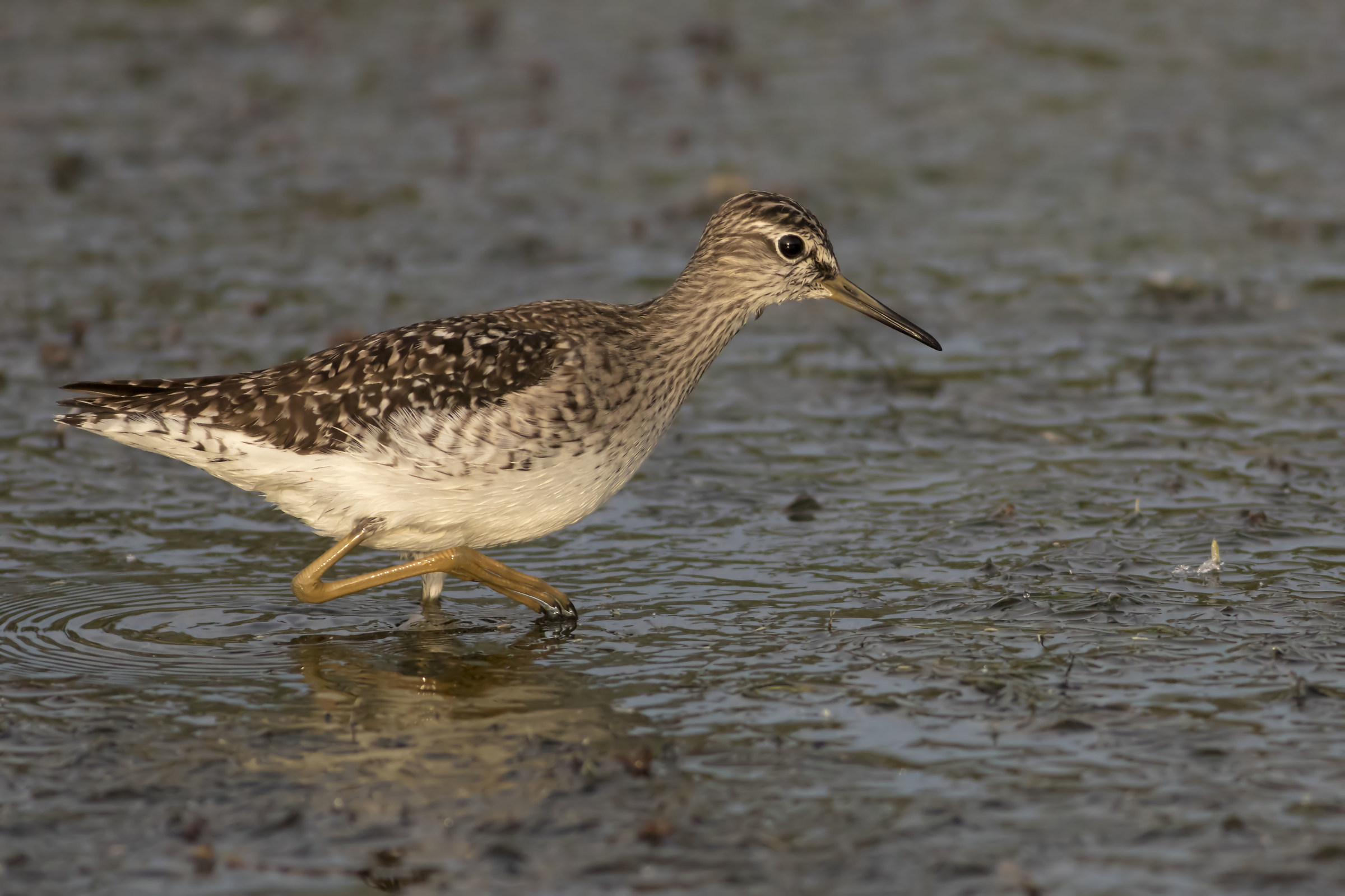 Wood Sandpiper