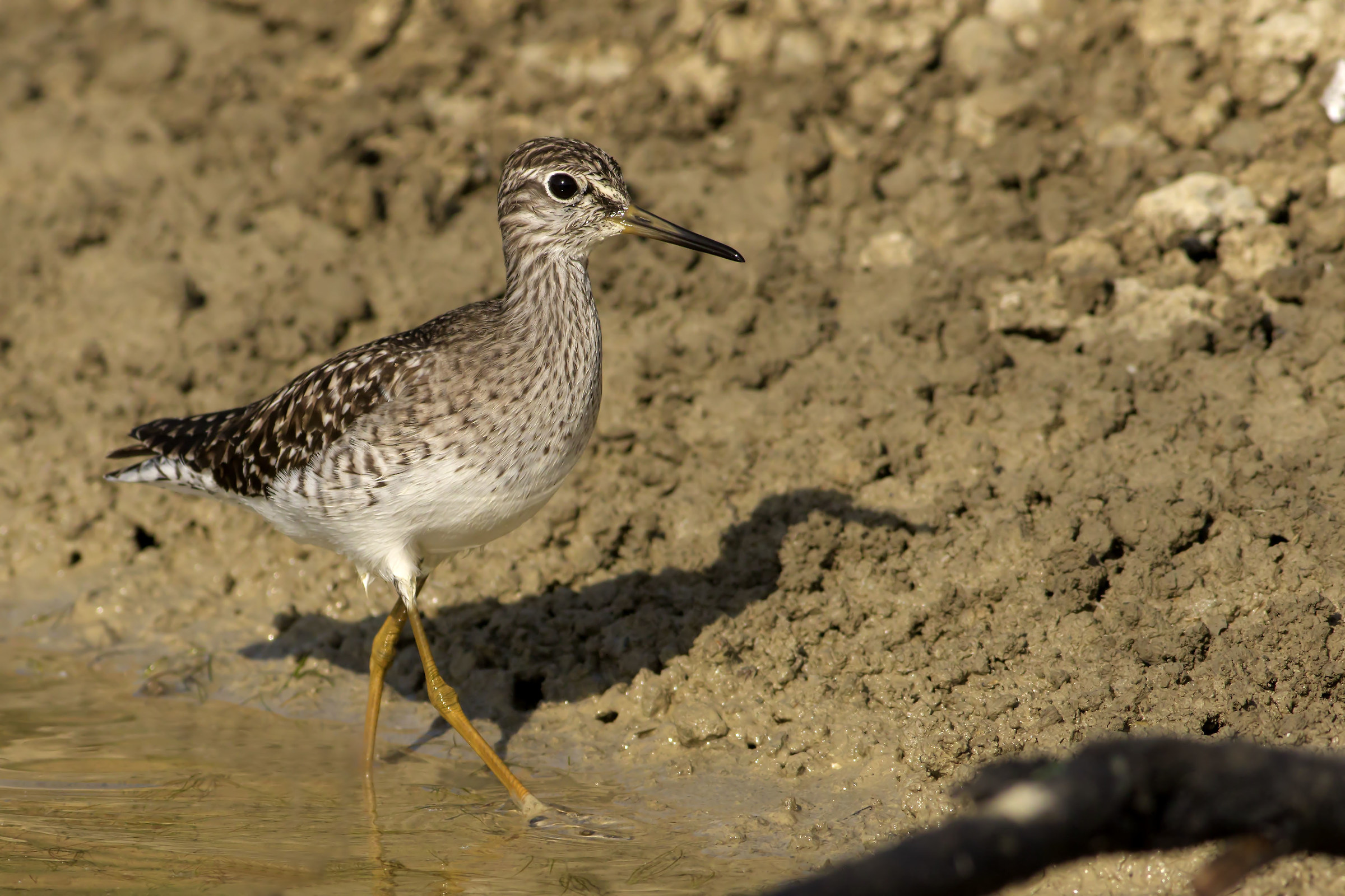 Wood Sandpiper