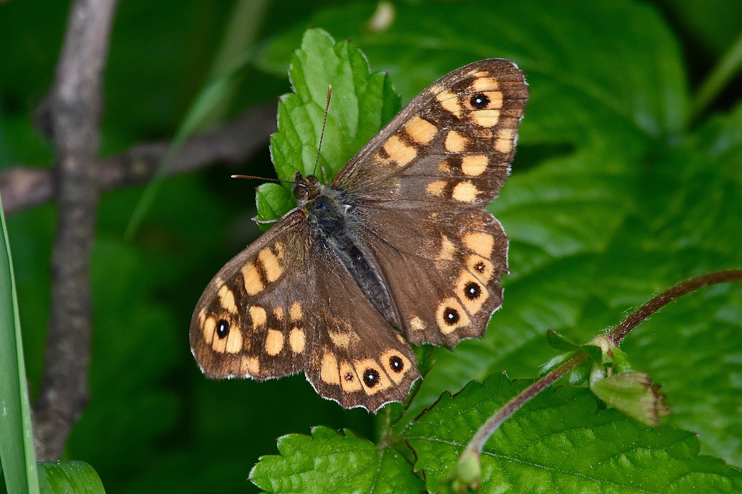 speckled wood