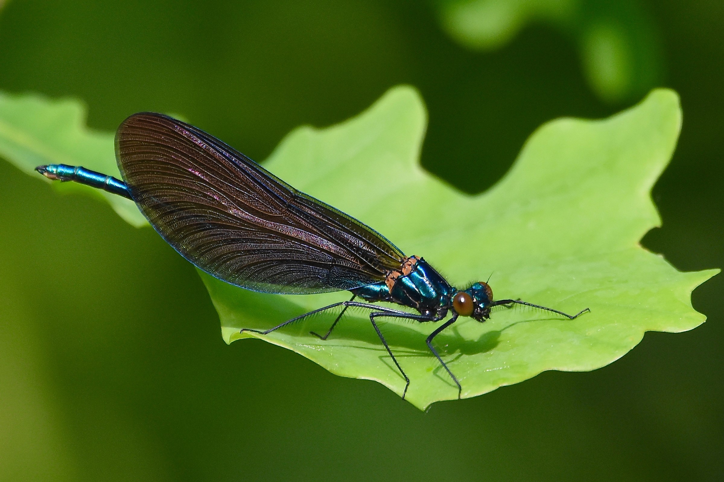 Banded Demoiselle