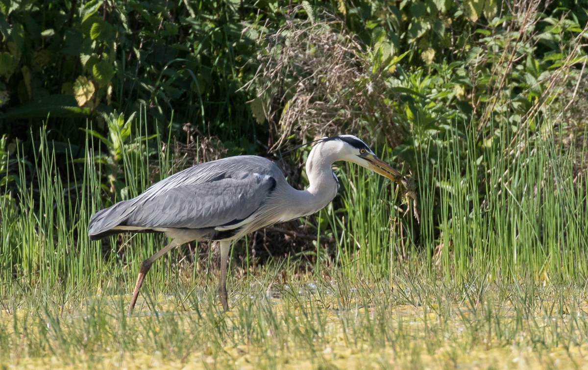 Heron with prey