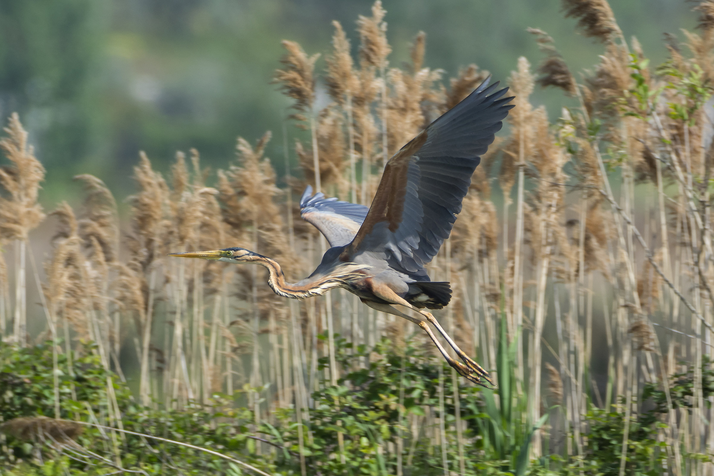 Purple Heron