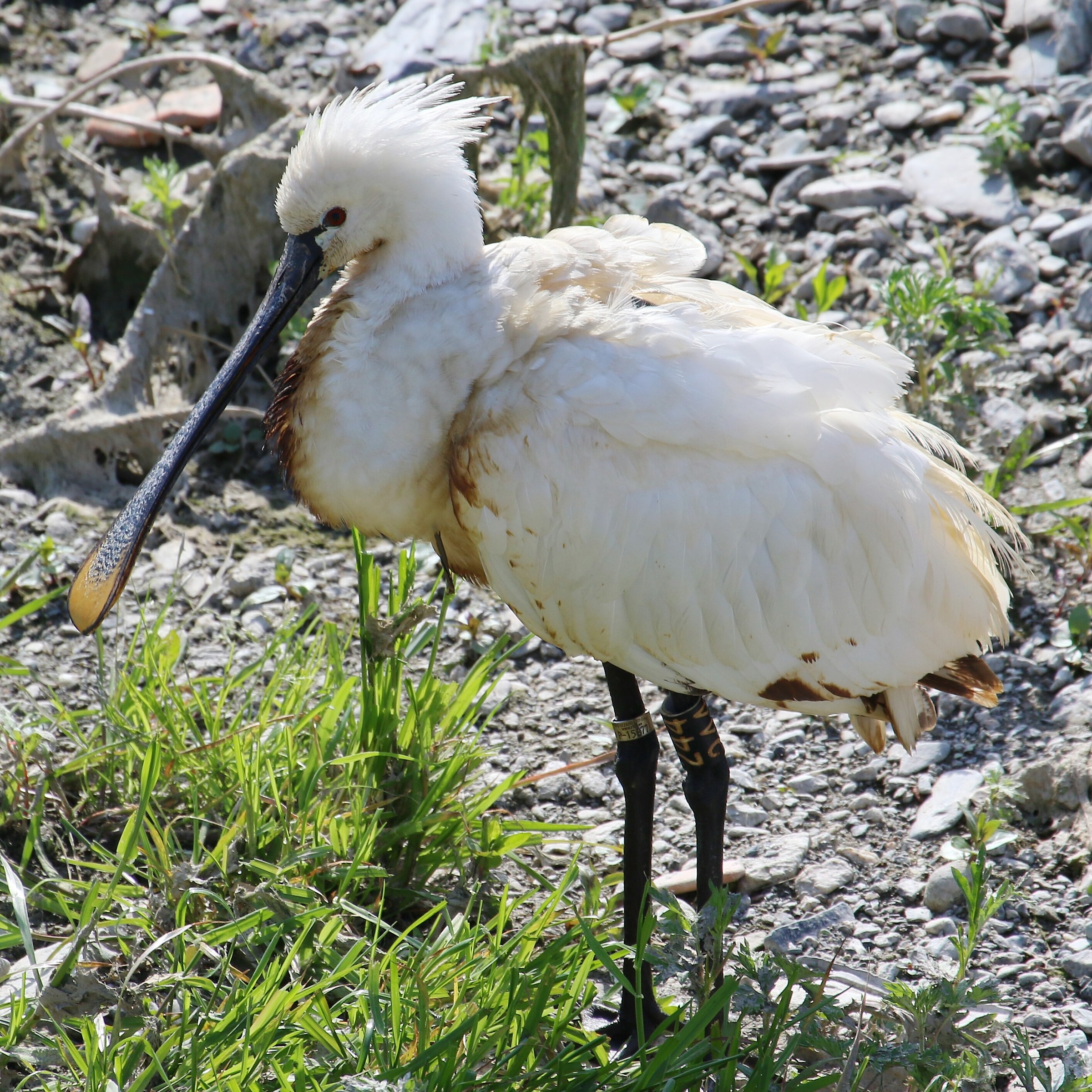 spoonbill ...