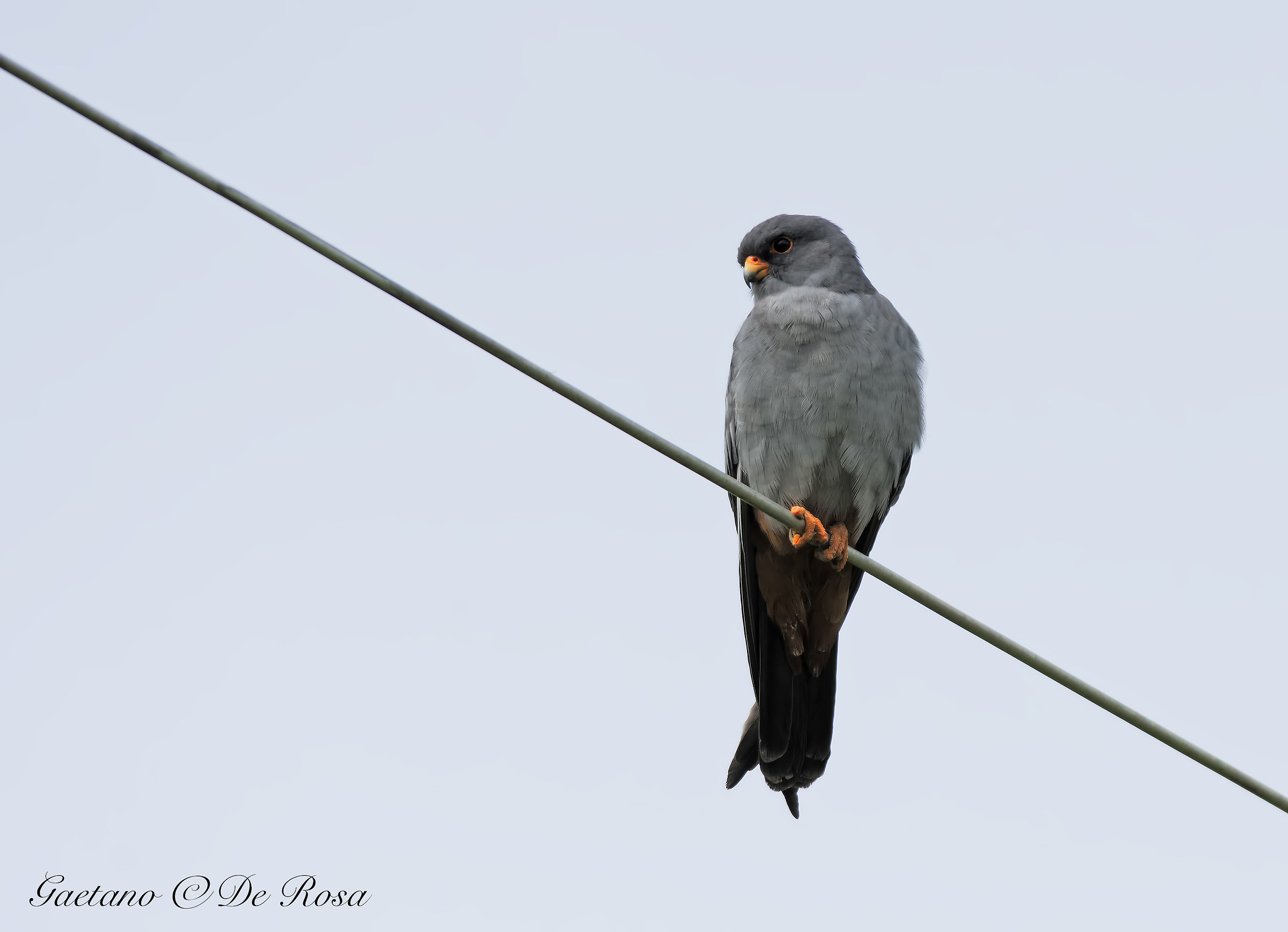 Falco cuculo Maschio