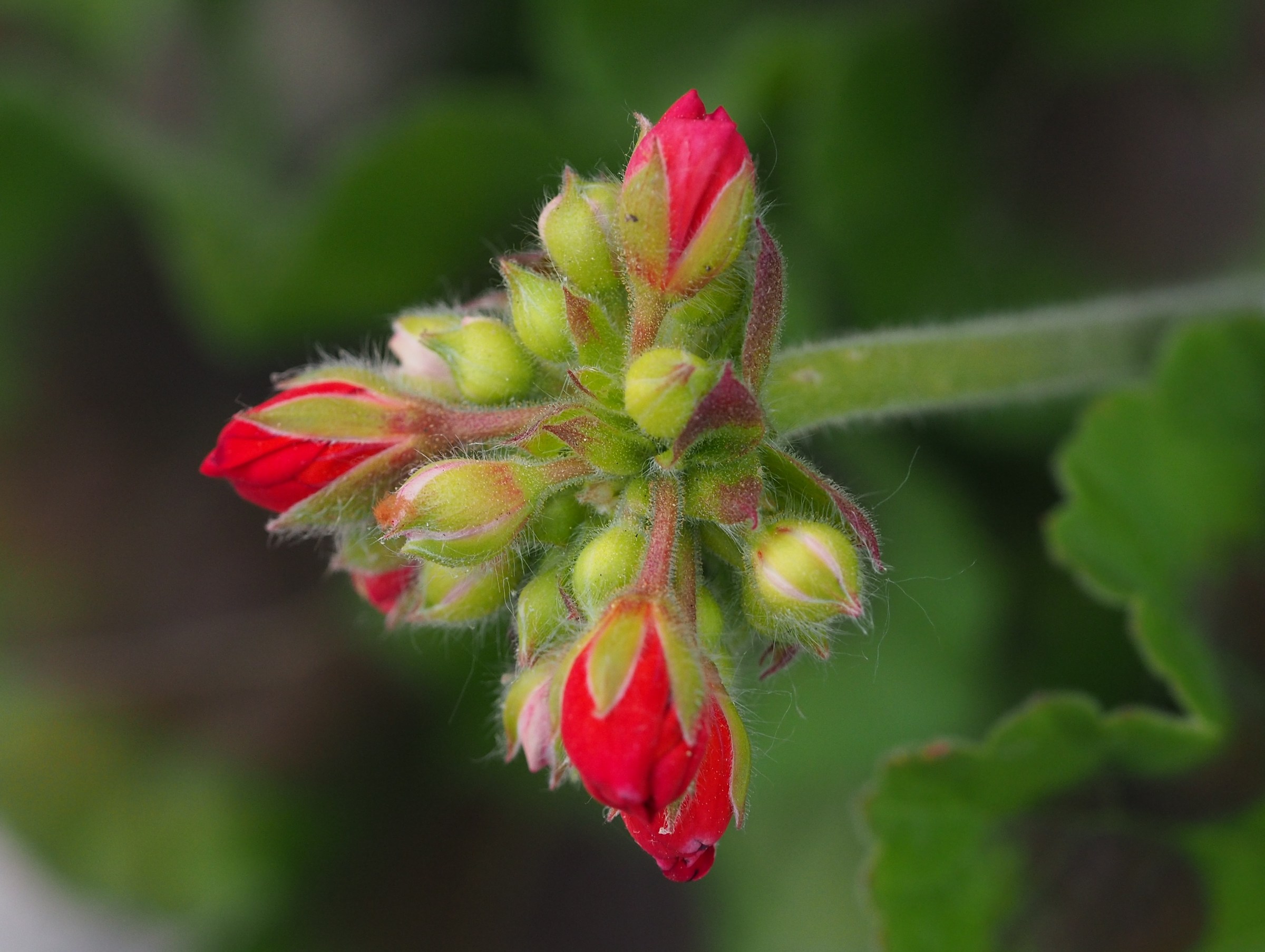 buds of geraniums