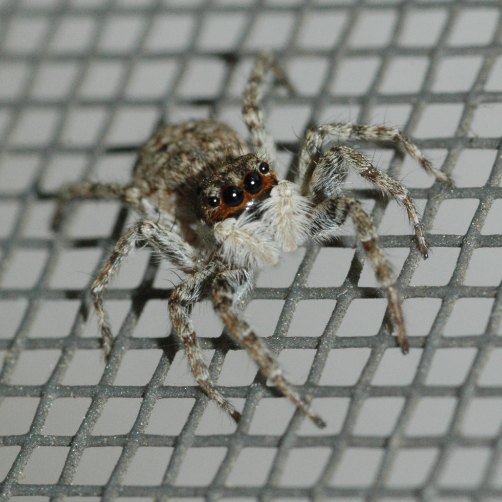 Ragnetto, Lombardia, Italia