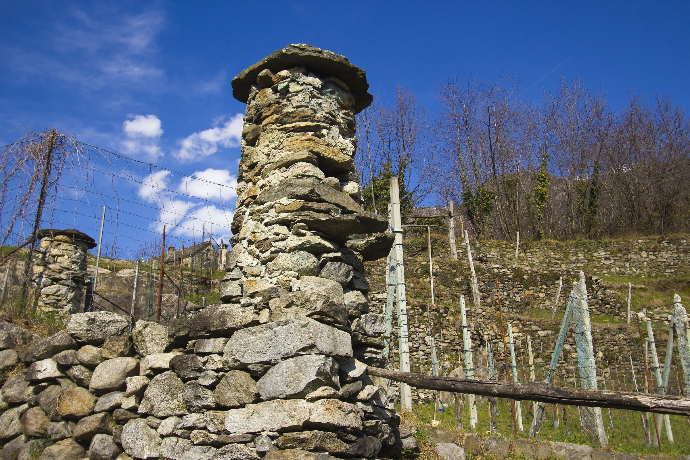La vigna....sostegni del passato e del presente