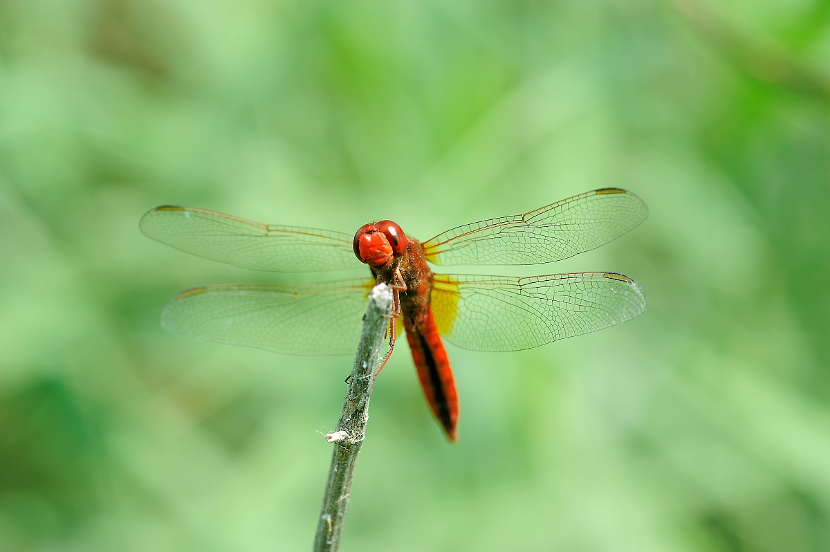 Libellula, Lombardia, Italia