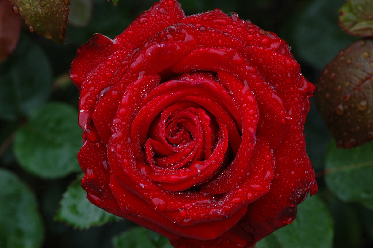 Rosa rossa, isola di Vancouver, Canada