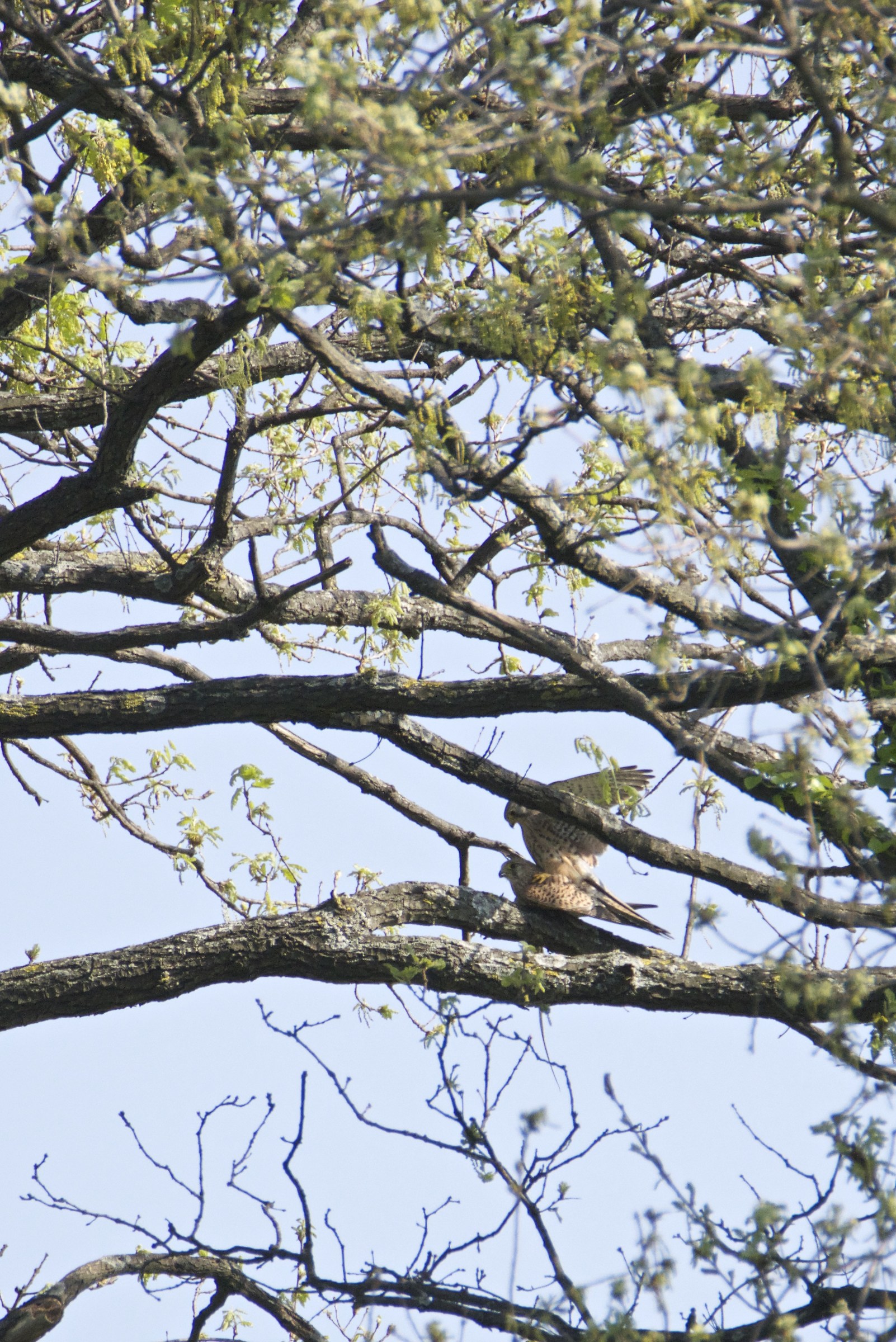 Falco pellegrino-accoppiamento