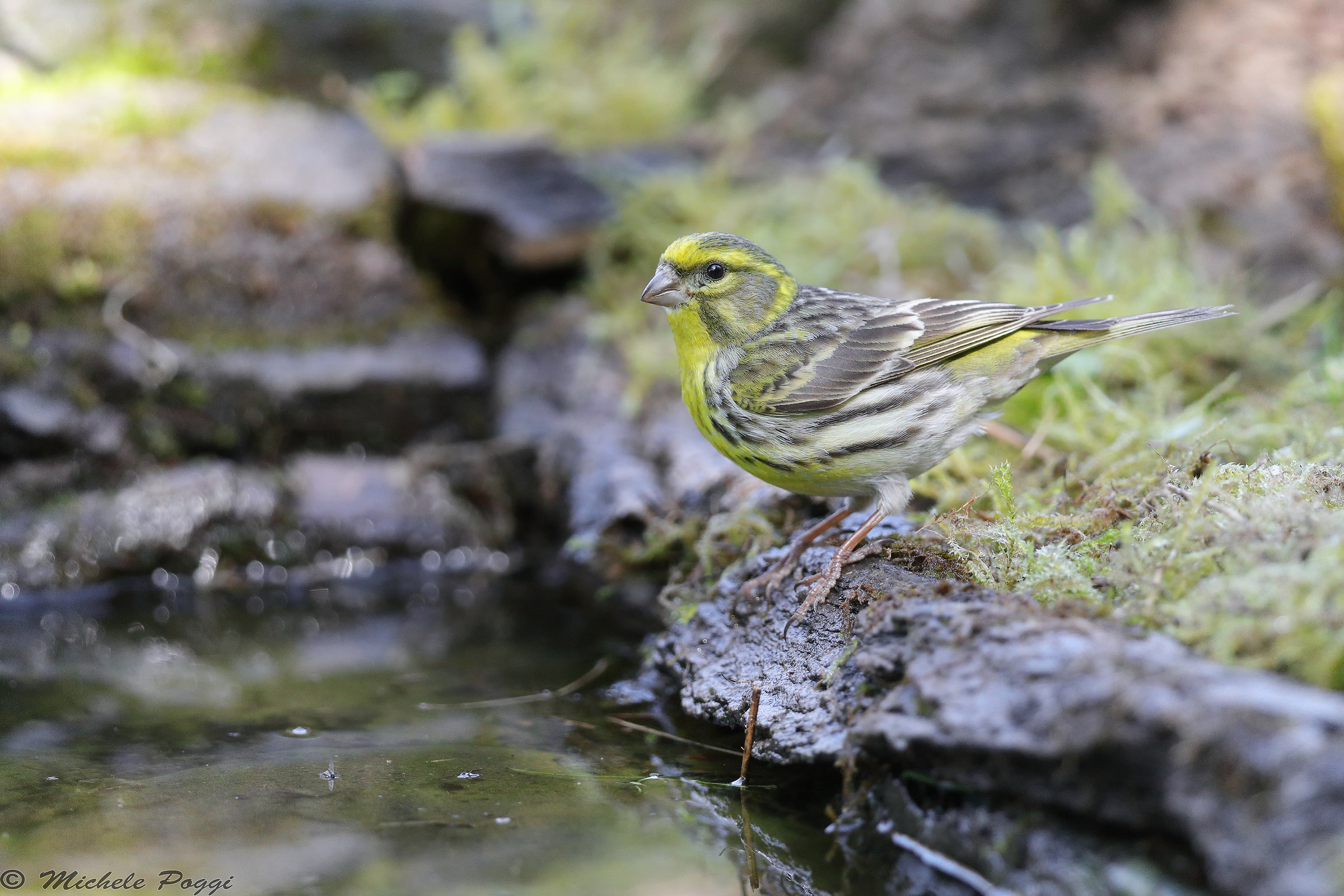 serin