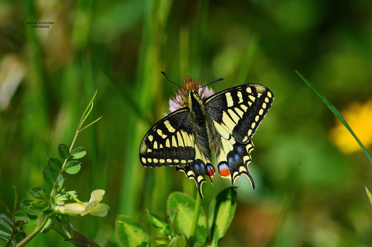 Papilio machaon