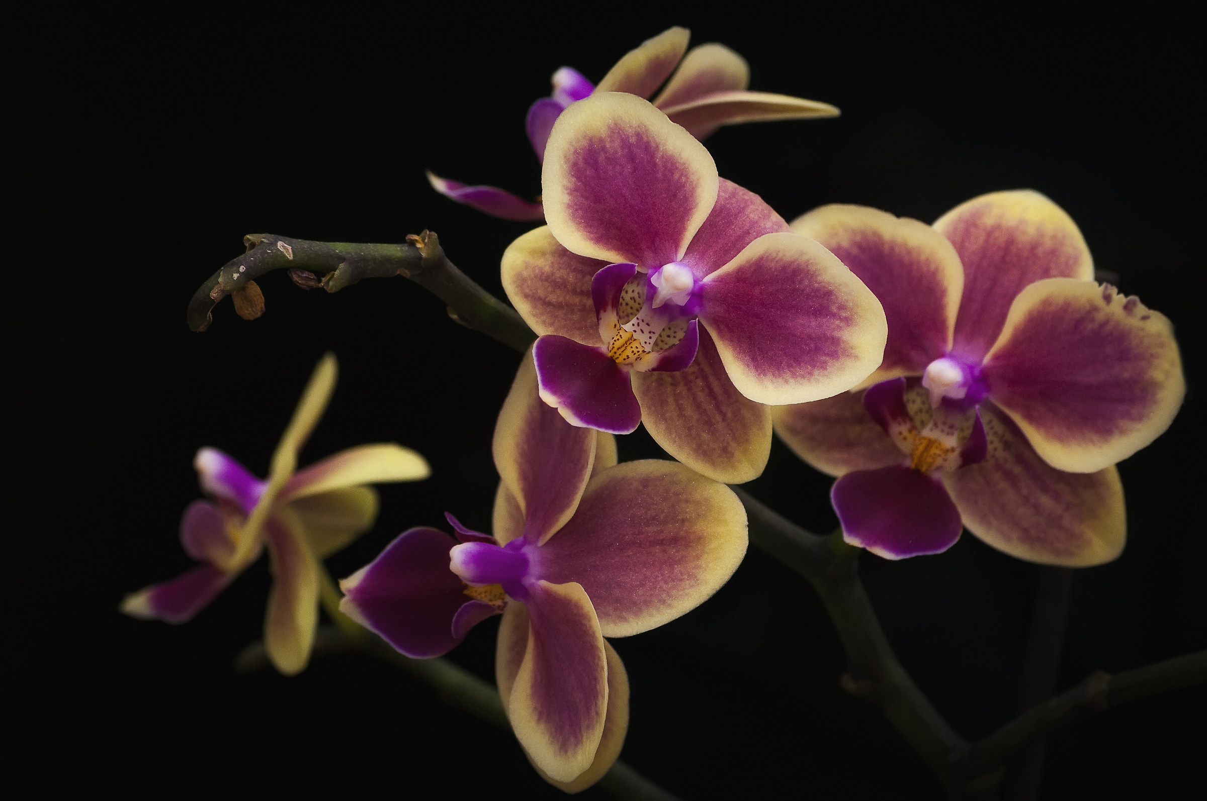 Sembrano essere uccelli...