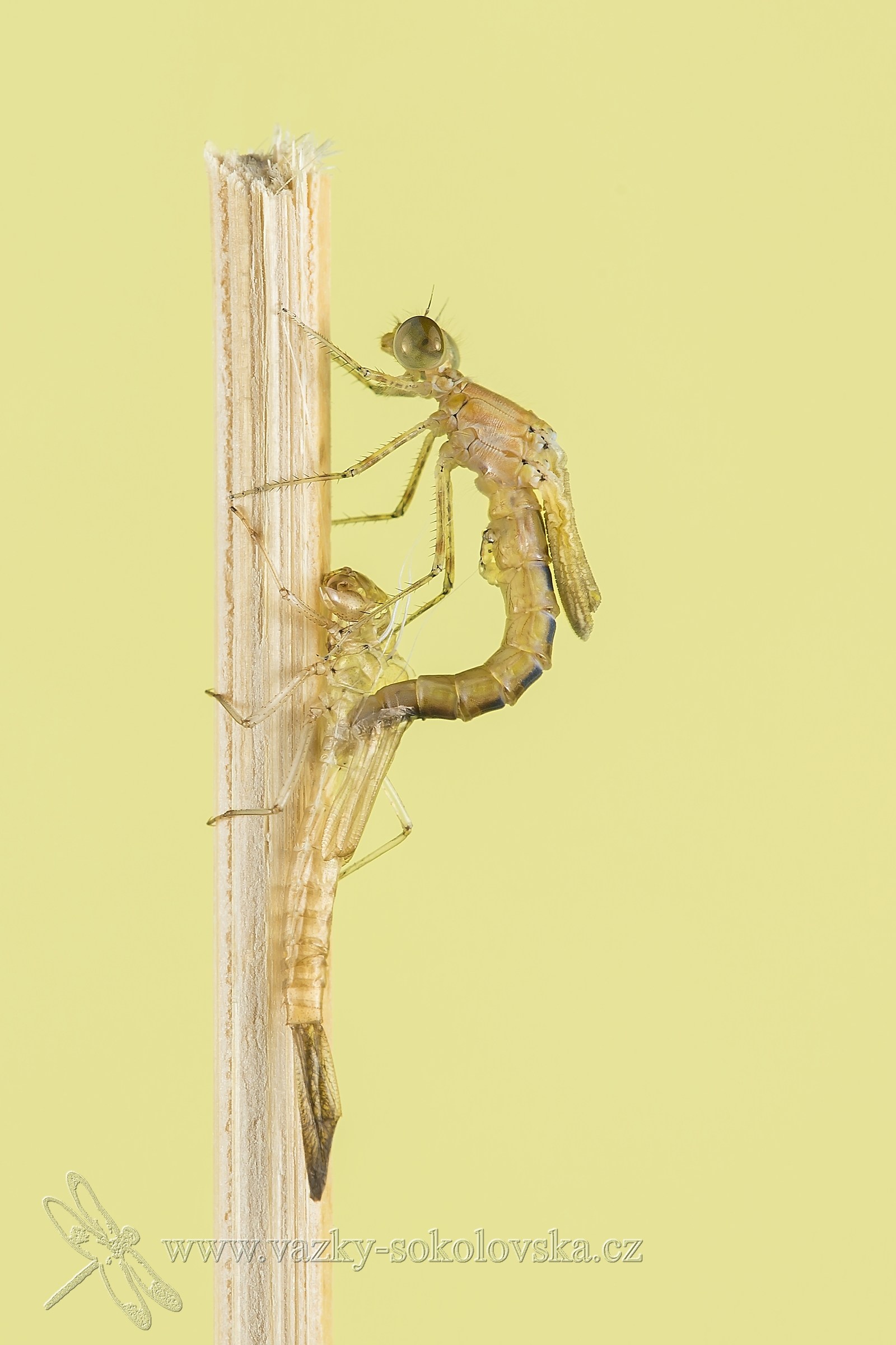 birth dragonflies (Coenagrion puella)