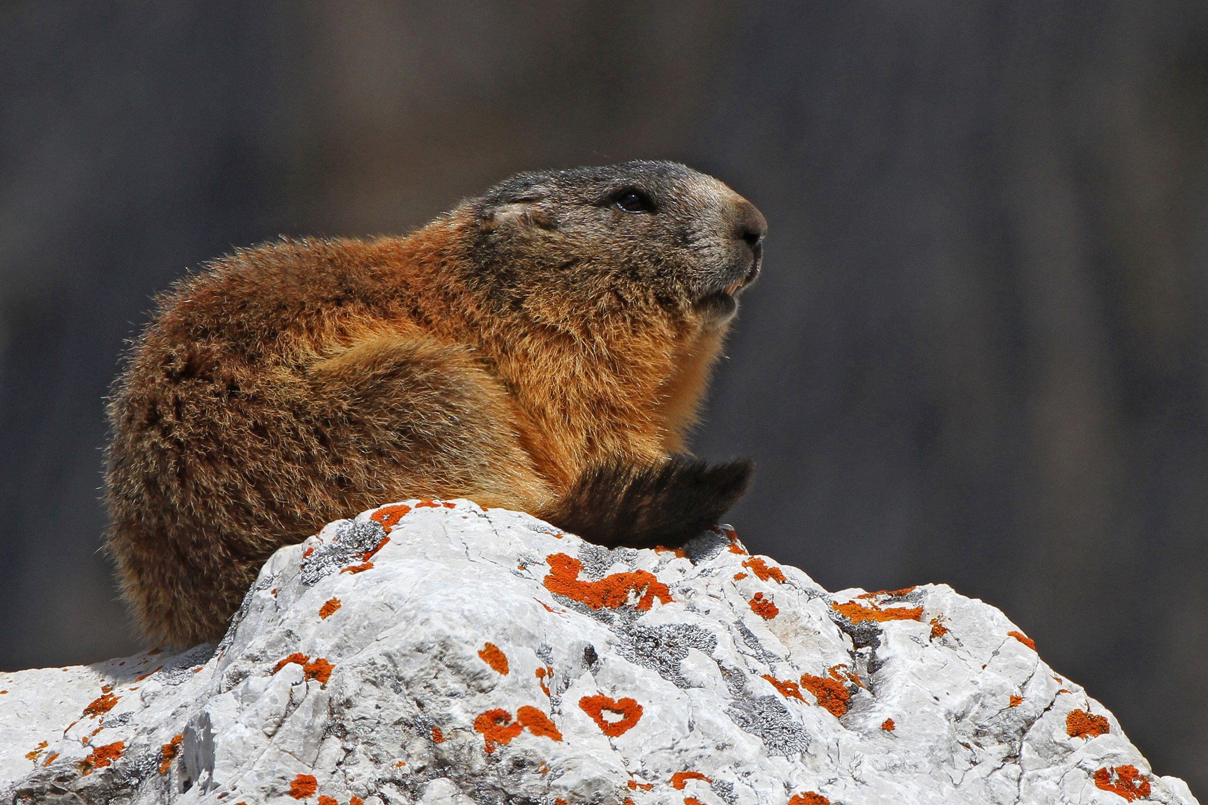 marmotta