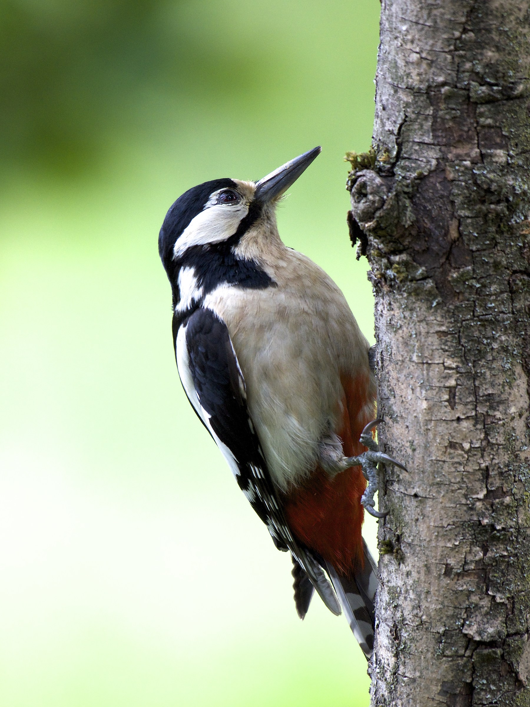 Picchio Rosso Maggiore 5