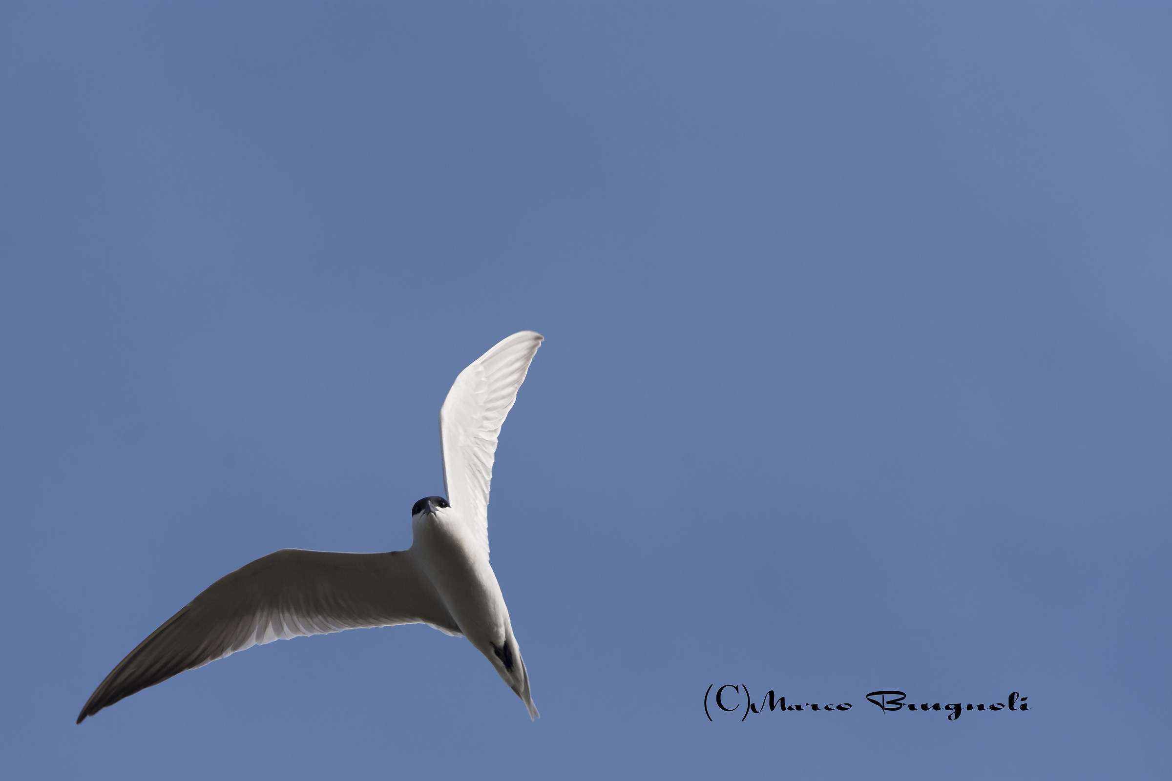 Tern