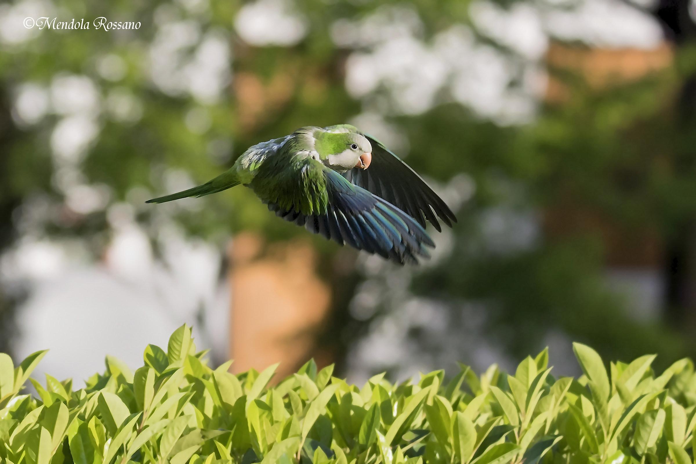 ciccio parrocchetto monaco brontolone