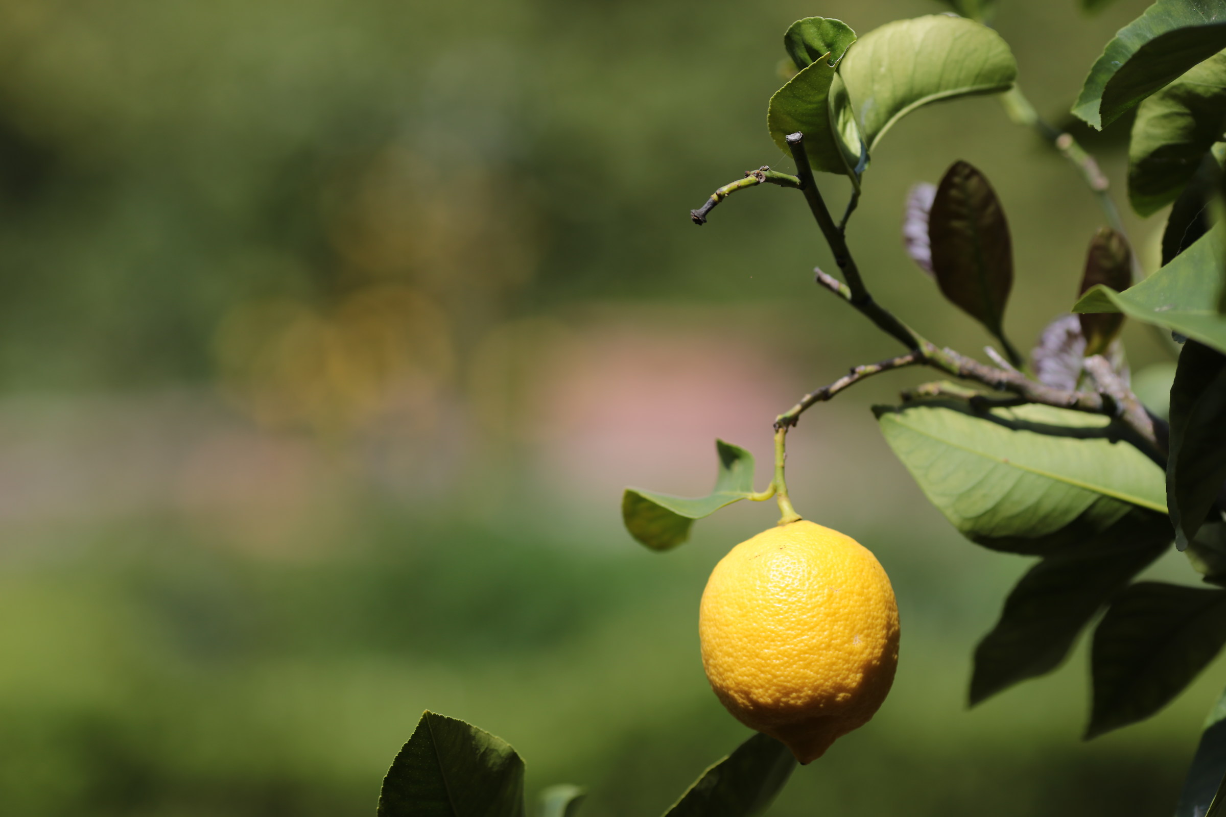 Limone e Limoni