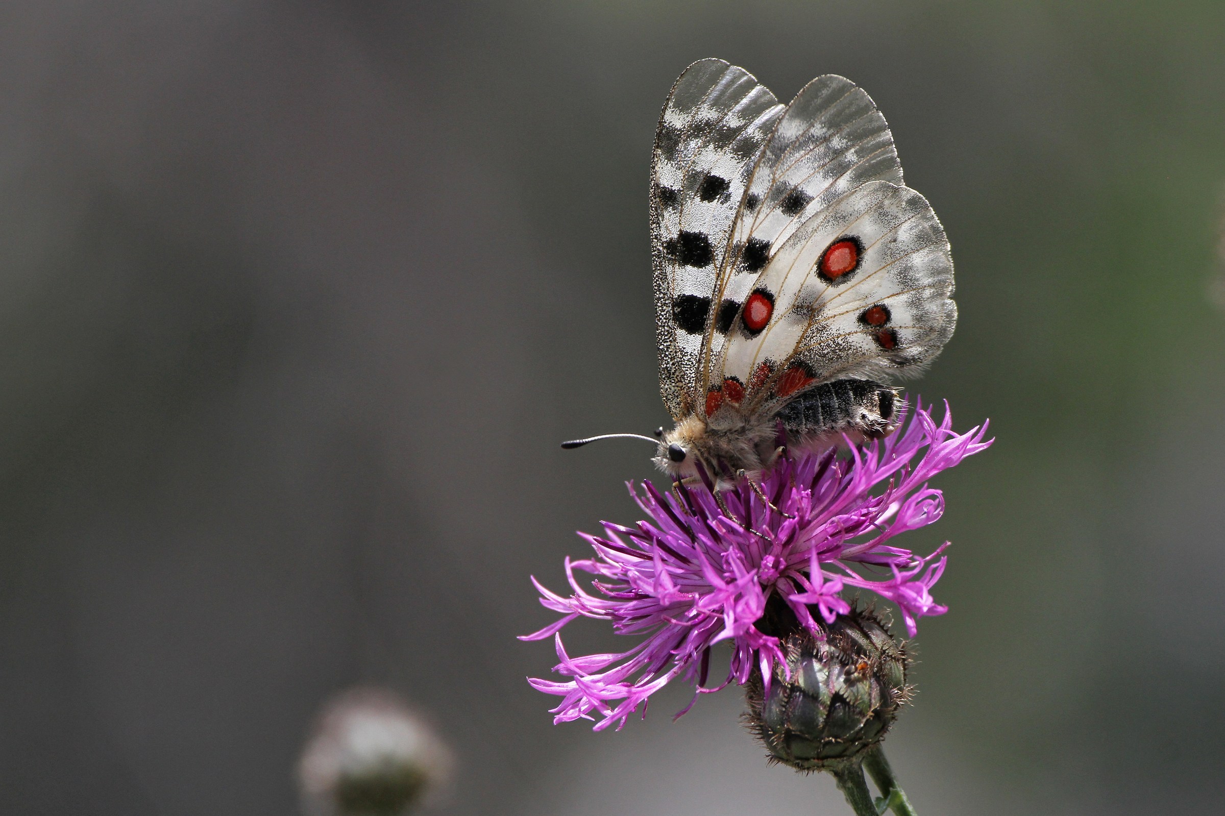 le trasparenze dell'apollo ...