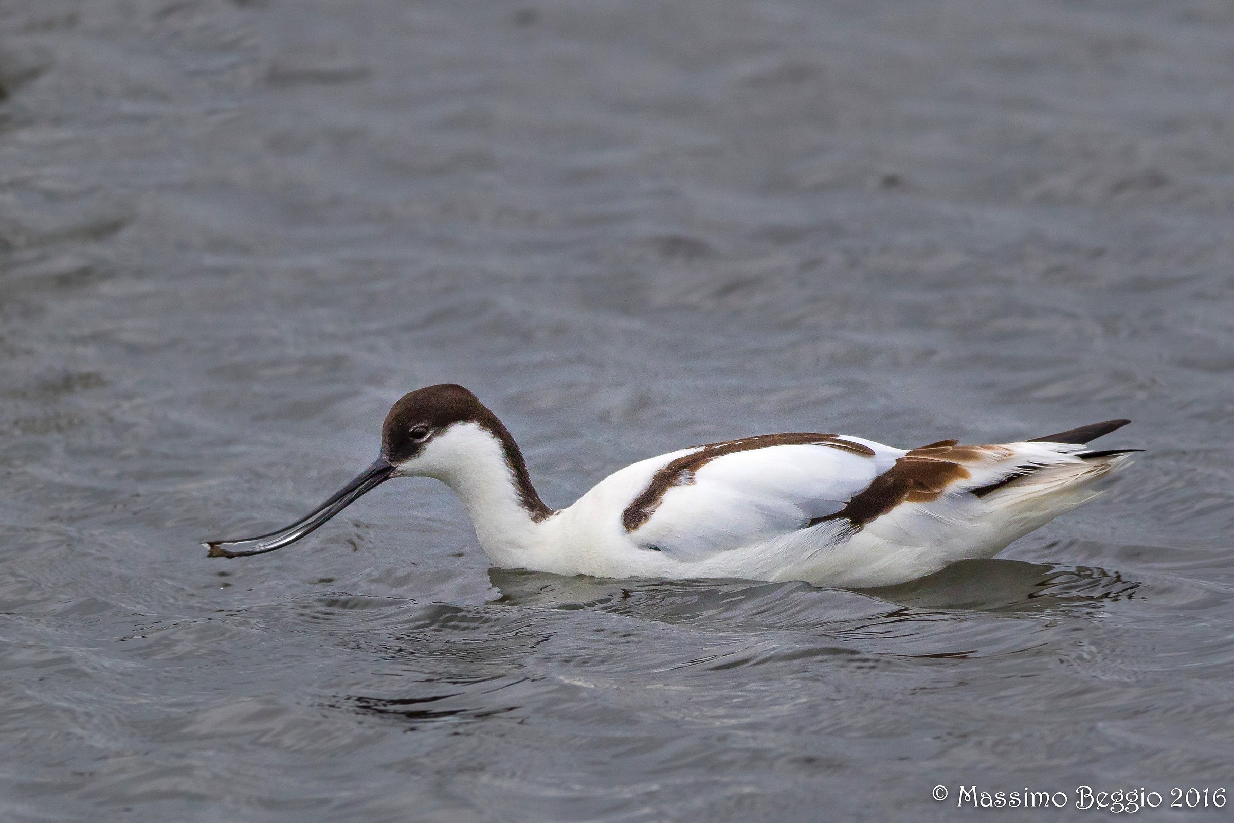avocet