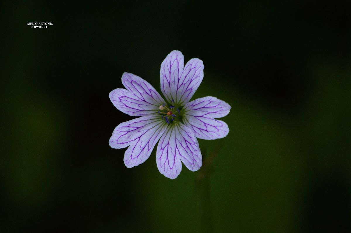 magnificentia naturae