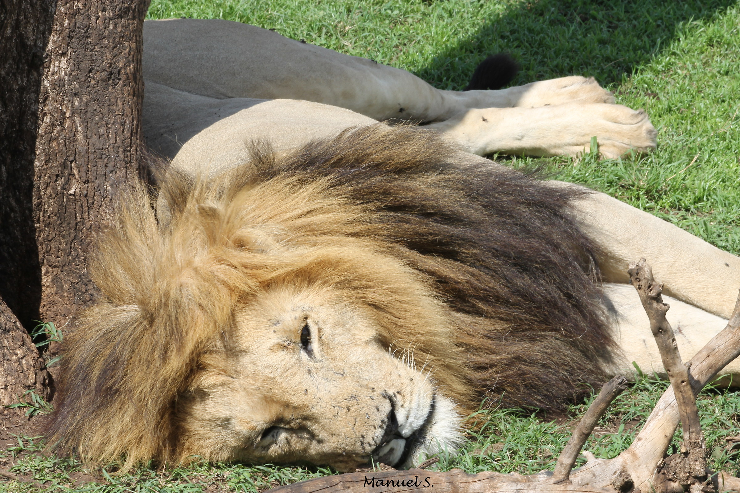 The rest of the King