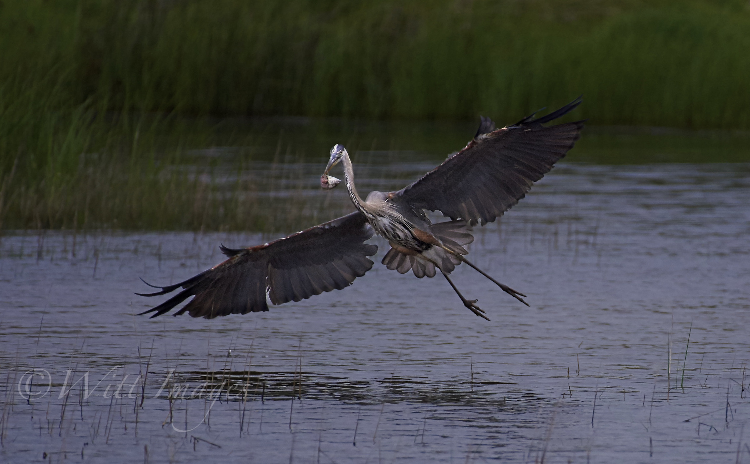 Great Blue Heron lands with dinner