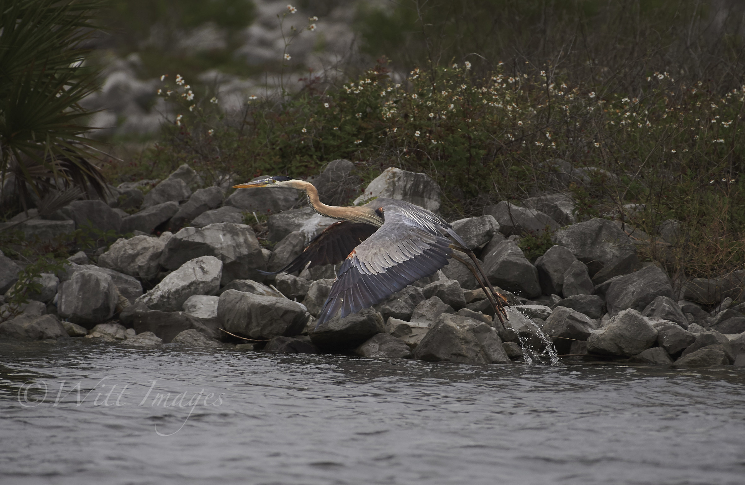 Great Blue Heron takes off