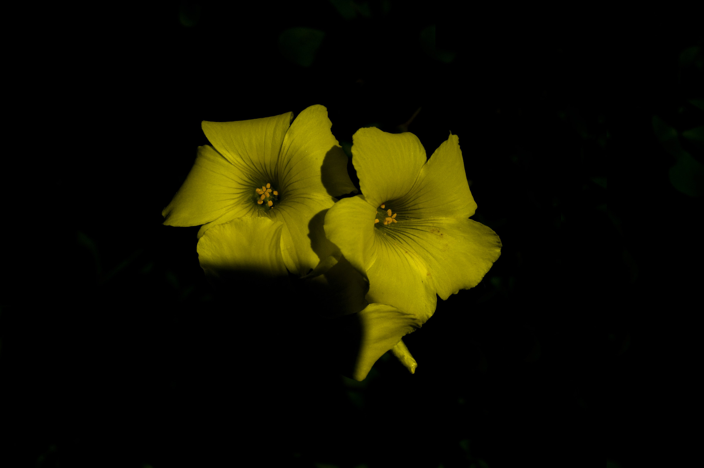 Giallo e nero
