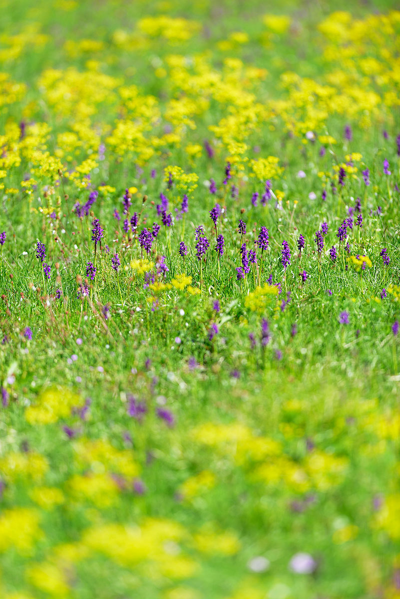 Colori di primavera.