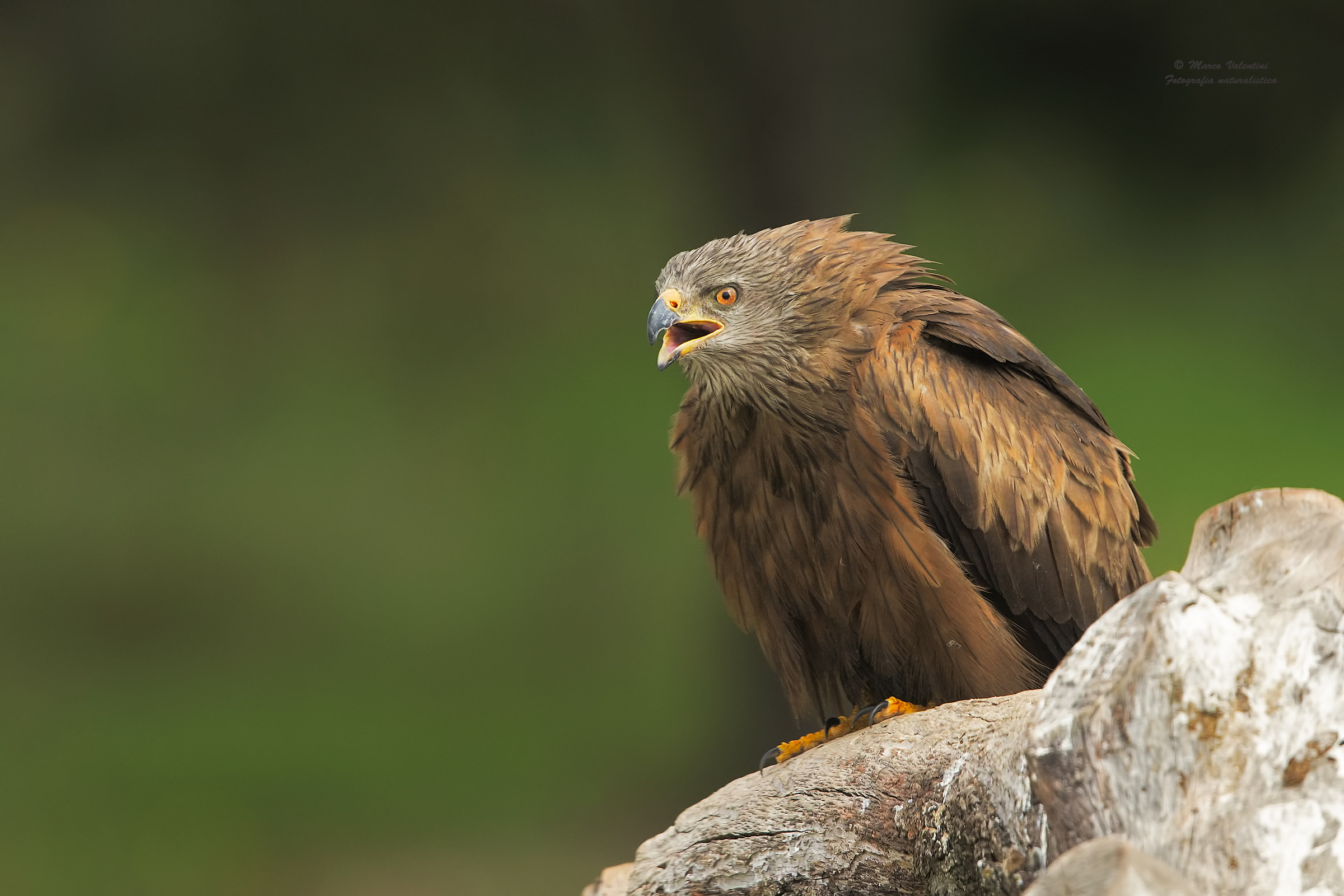The call of the red kite