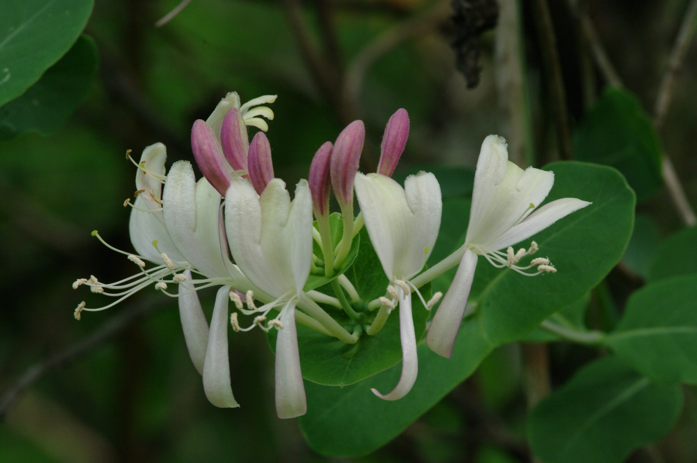 Honeysuckle