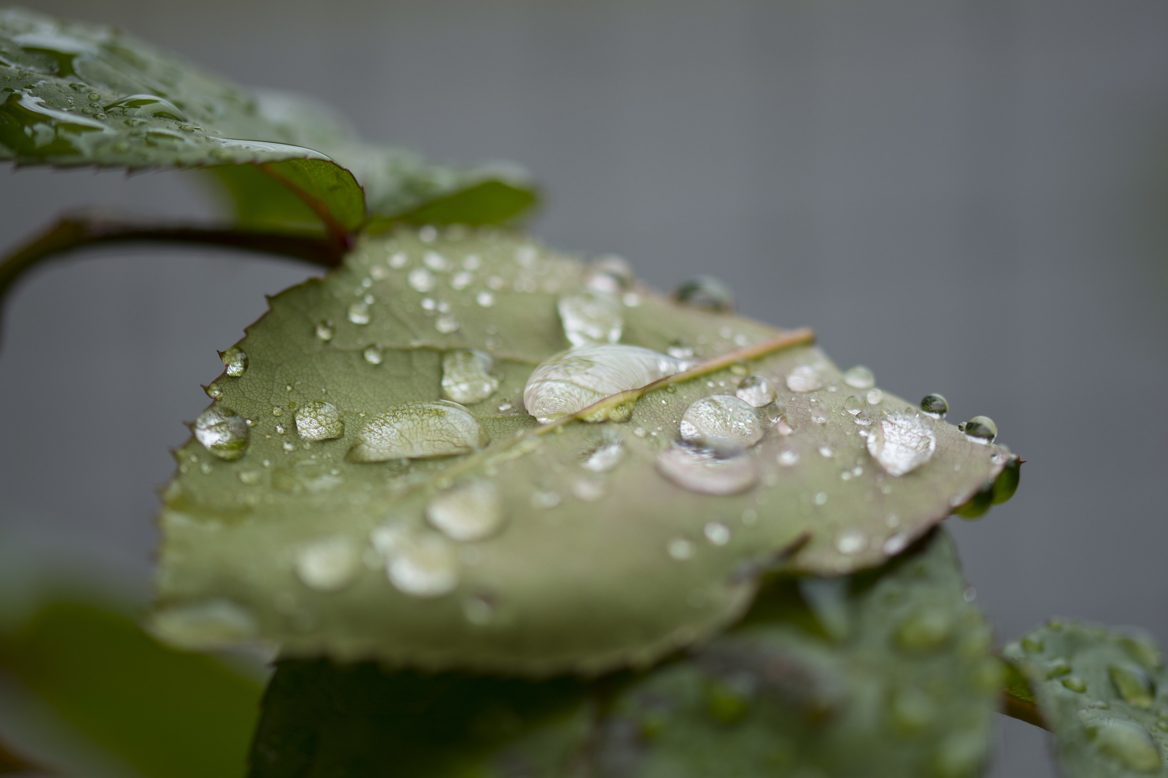 Rain on leaves
