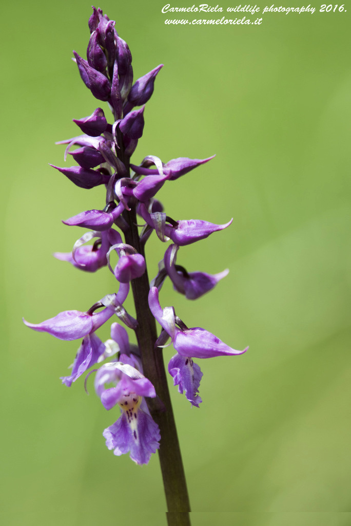 Maschia orchid (Orchis mascula)
