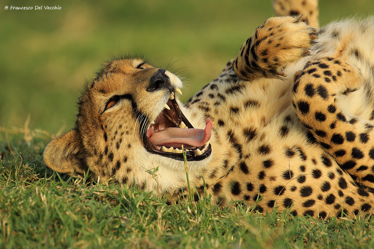 Sbadiglio di mamma ghepardo