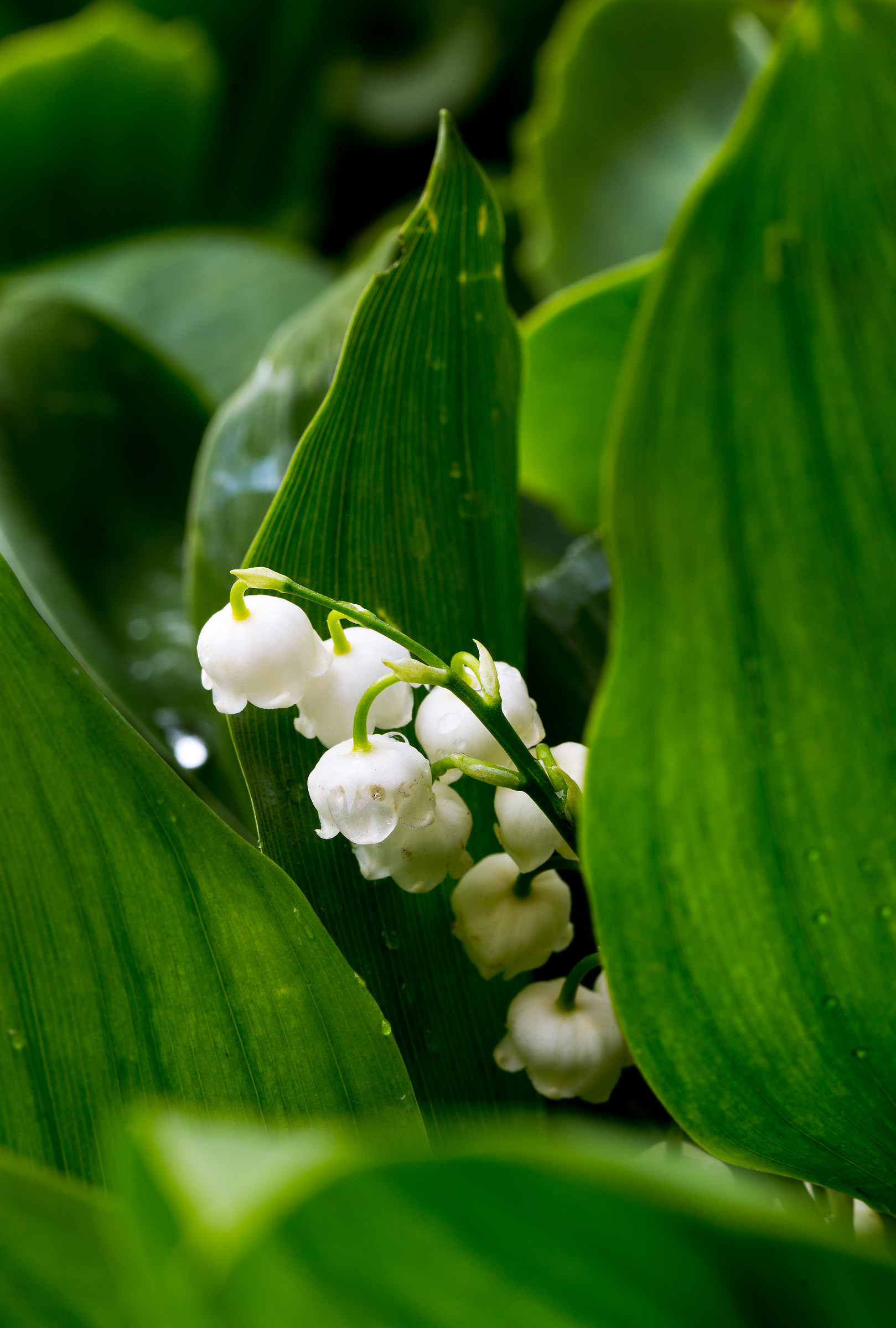 Mughetto: la felicità ritorna