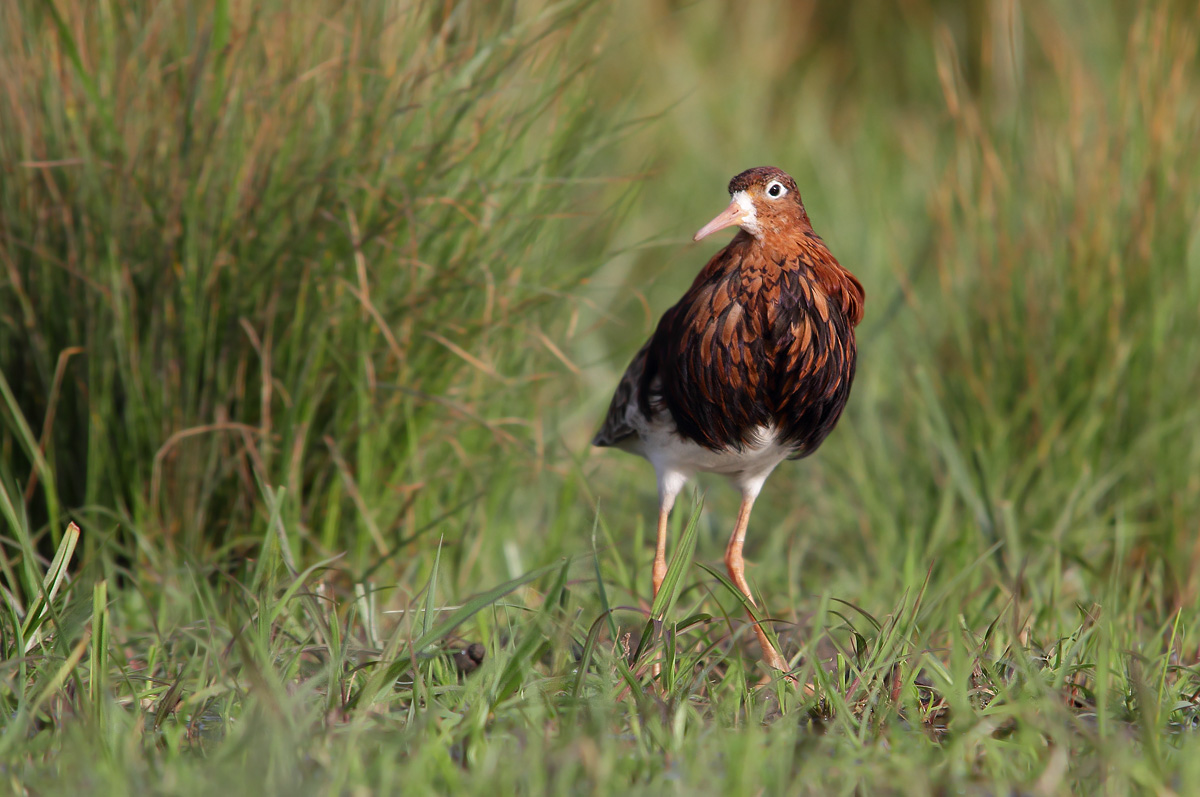 Fighter in reproductive dress