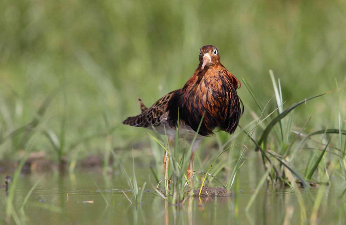 Fighter in reproductive dress
