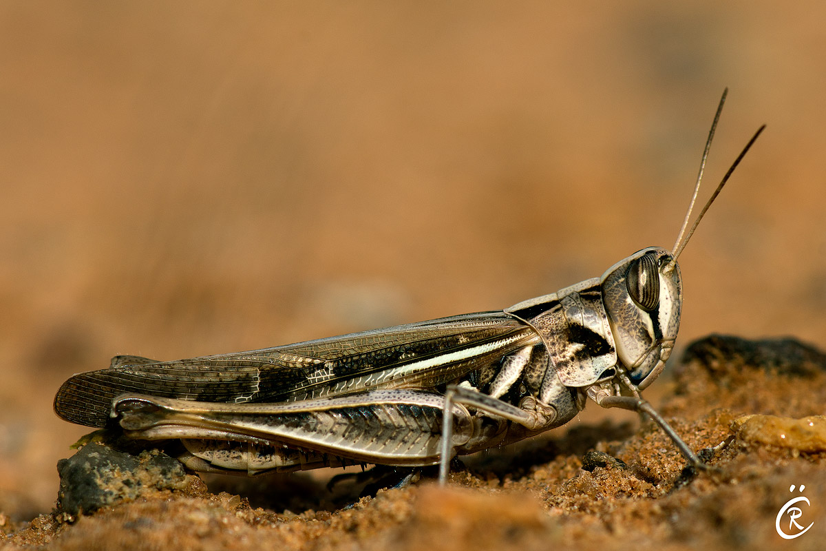 Grasshopper