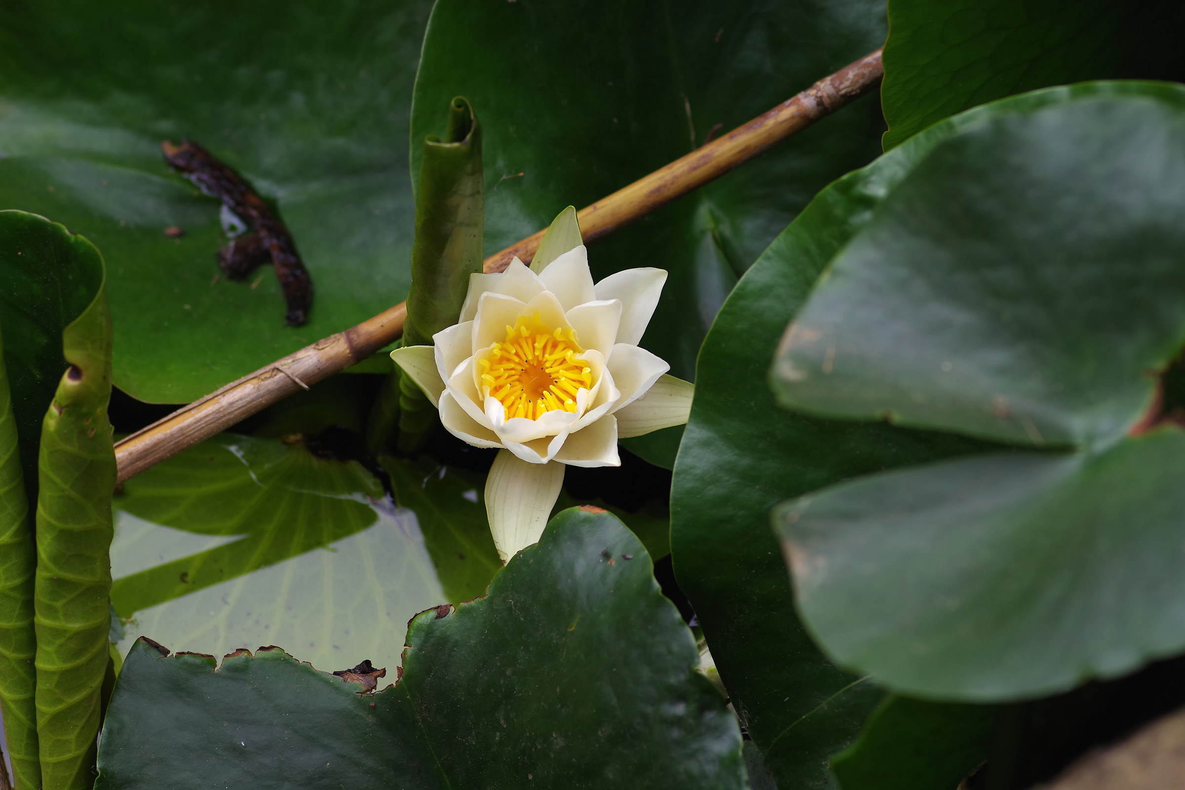 Nymphaea alba di Puglia