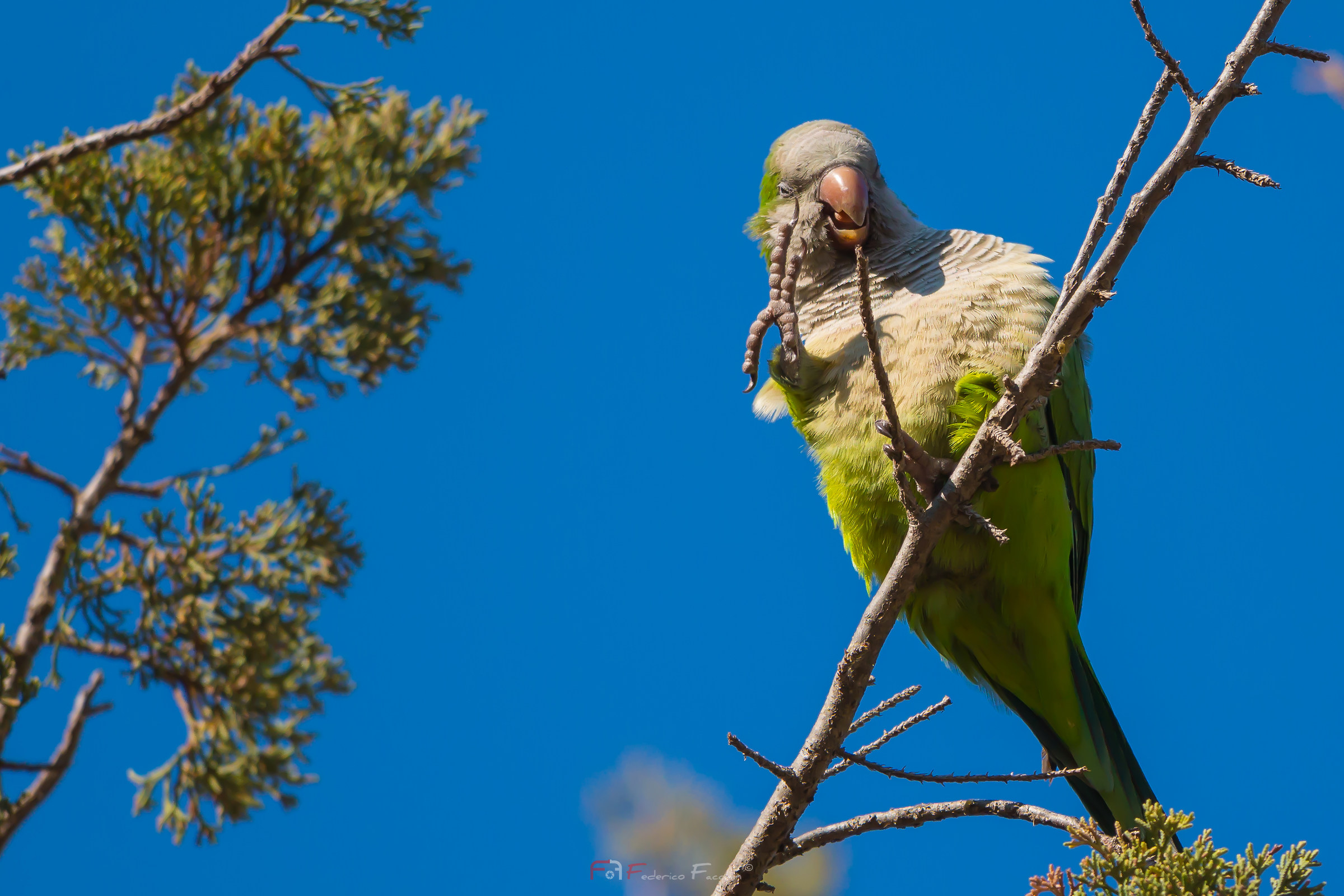 Wild Parrot: Myiopsitta monachus