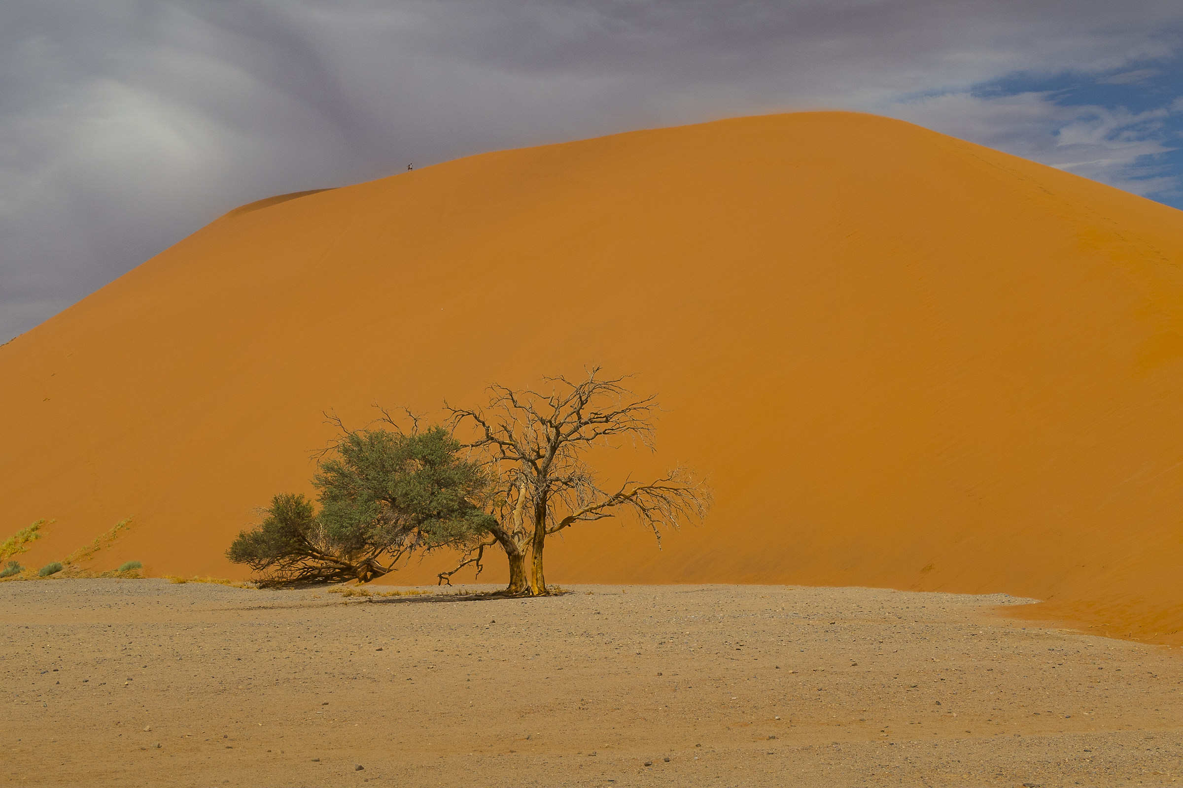 dune in the Namib