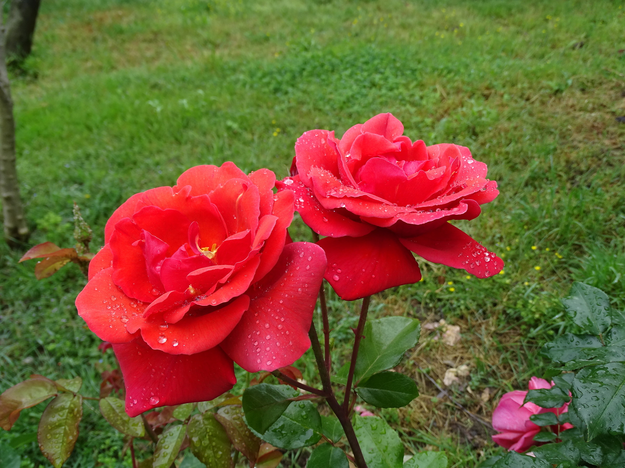 If they're roses they'll bloom.......