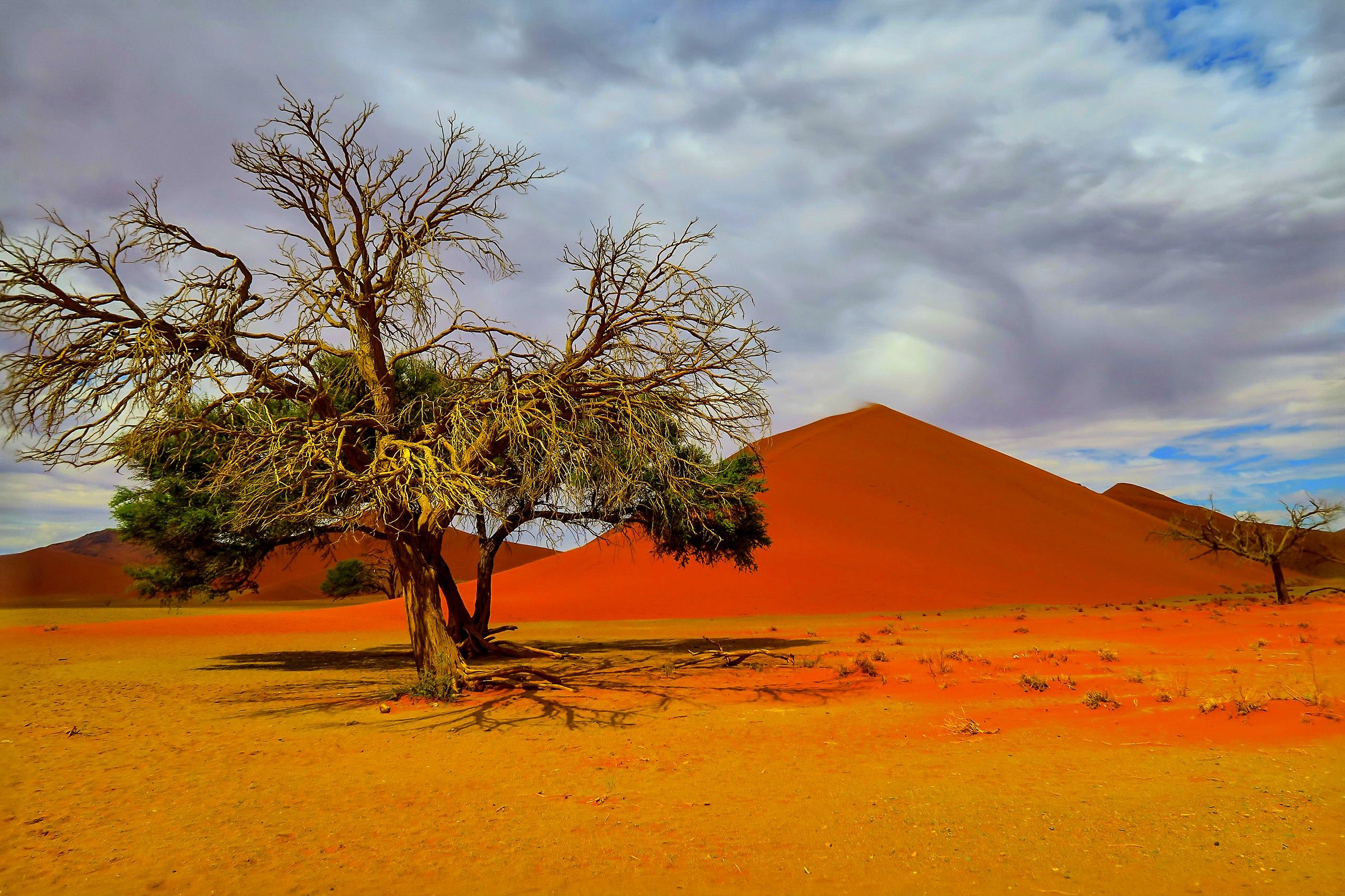 duna con albero  nel deserto del namib