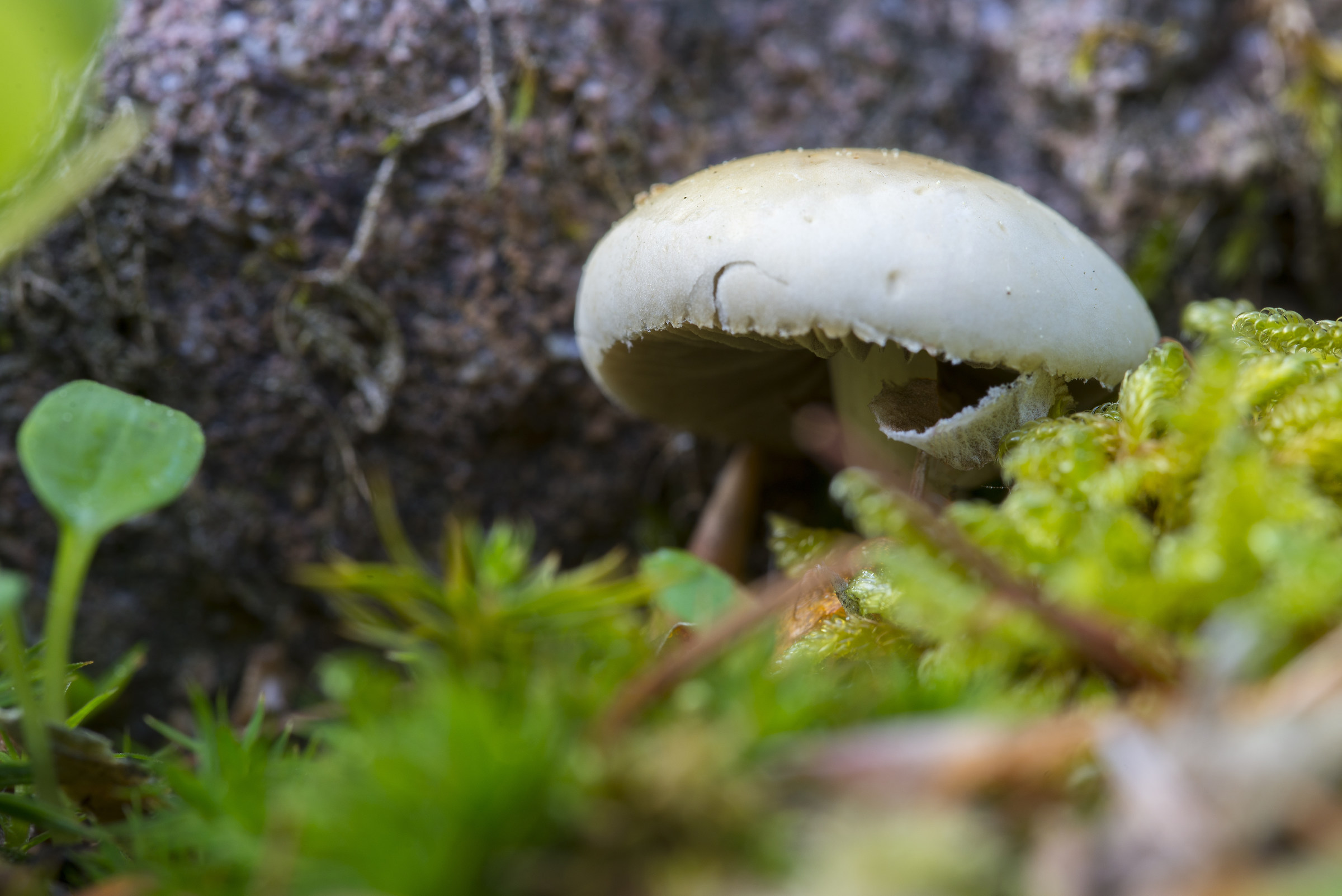 The first mushroom of the season