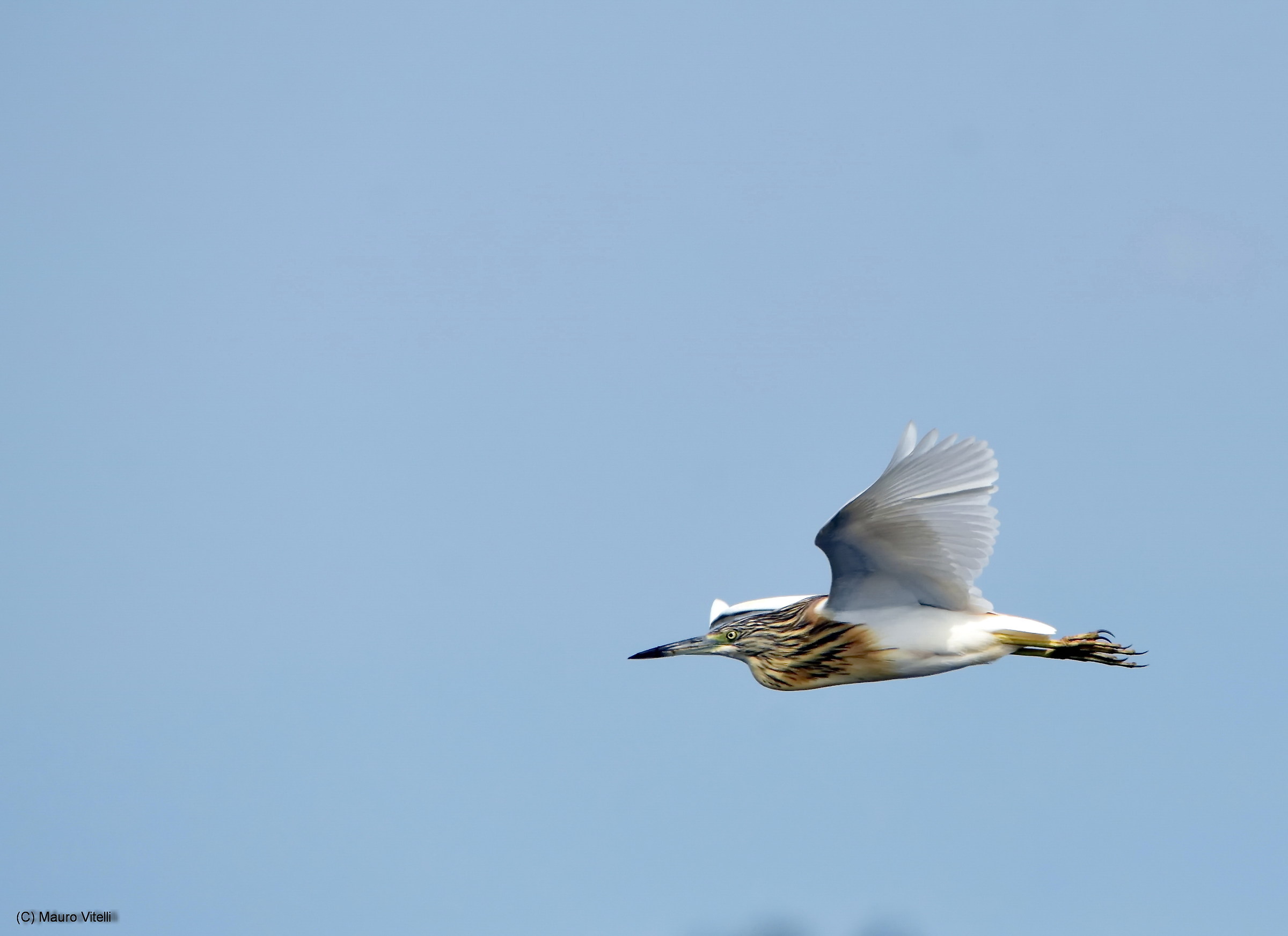 Squacco Heron in flight